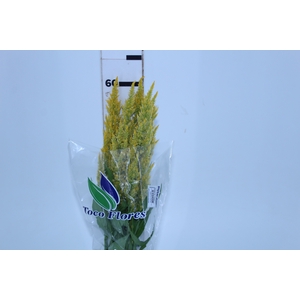 CELOSIA PLUMOSA 060 CM AMARELO