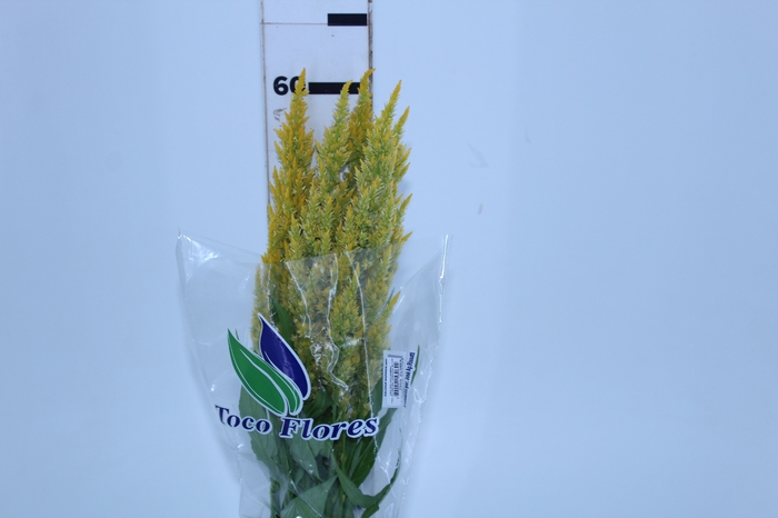 CELOSIA PLUMOSA 060 CM AMARELO