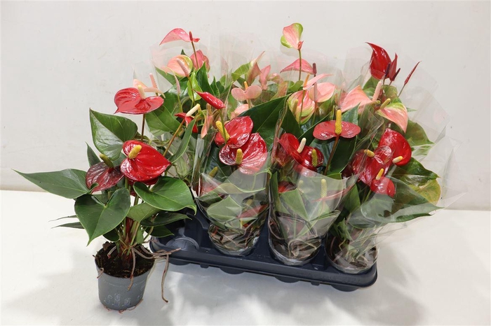 <h4>Anthu An Gem</h4>