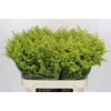 Solidago Tara Gold Buiten