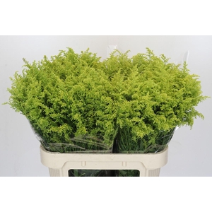 Solidago Tara Gold Buiten