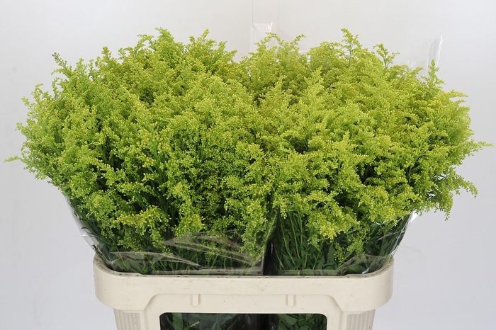 <h4>Solidago Tara Gold Buiten</h4>