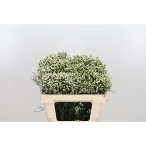 Lim Sin Sen P Colada