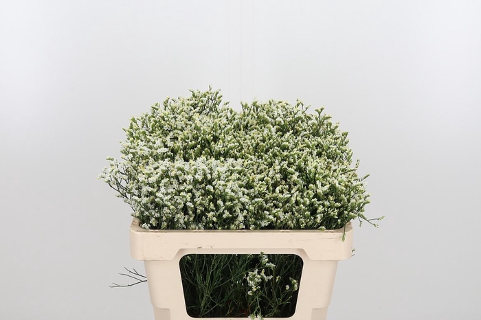 <h4>Lim Sin Sen P Colada</h4>