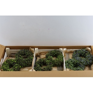 Wr Sierfruit Juniperus 20cm