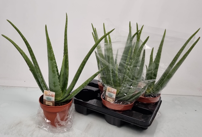 <h4>ALOE VERA</h4>