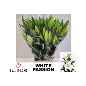 LI OR WHITE PASSION