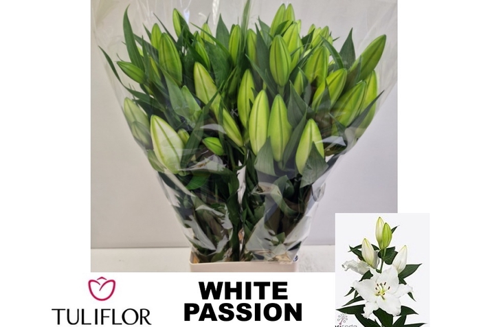 <h4>LI OR WHITE PASSION</h4>