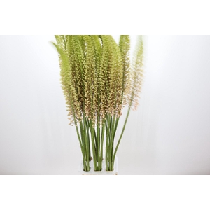 Eremurus Romance