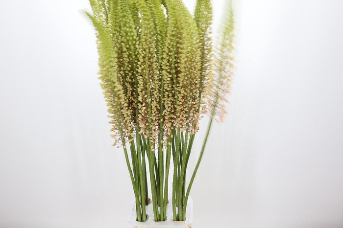 <h4>Eremurus Romance</h4>