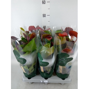 Anthurium andr. 'Essencia'