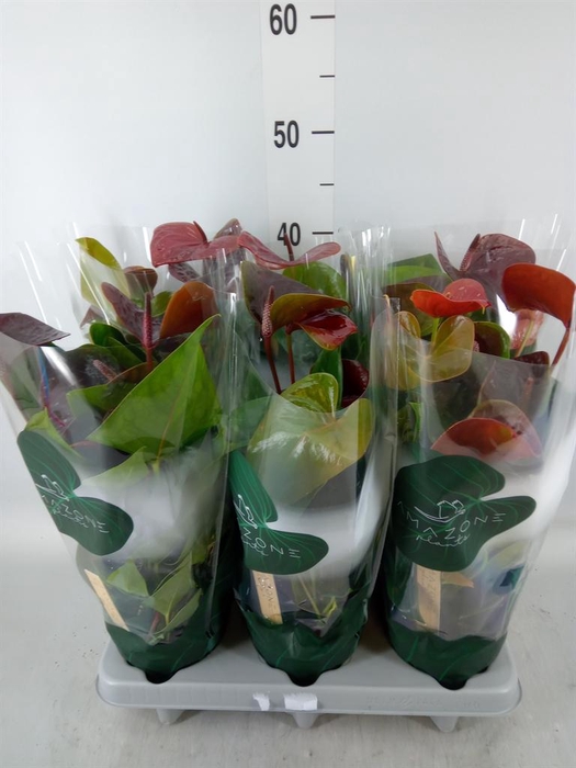 <h4>Anthurium andr. 'Essencia'</h4>