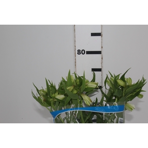 ALSTROEMERIA WHITNEY 080 CM