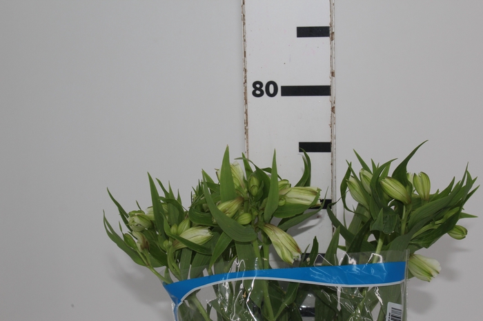 ALSTROEMERIA WHITNEY 080 CM