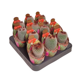 PARODIA SCOPA