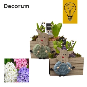 Arrangementen Hyacinthus 6%