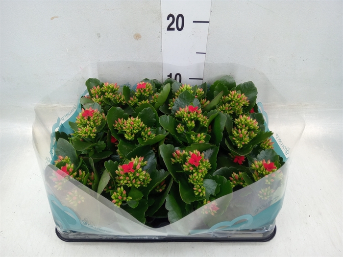 <h4>Kalanchoe blos.   ..</h4>