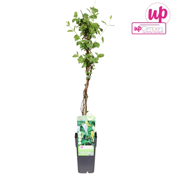 <h4>Lonicera japonica Halliana P15</h4>