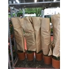 Euphorbia overig