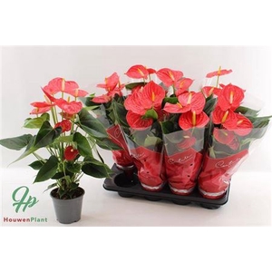 Anthurium (Andreanum Grp) Esudo