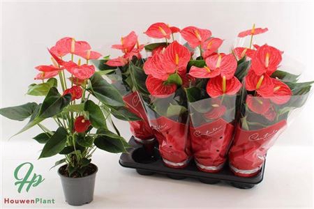 <h4>Anthurium (Andreanum Grp) Esudo</h4>