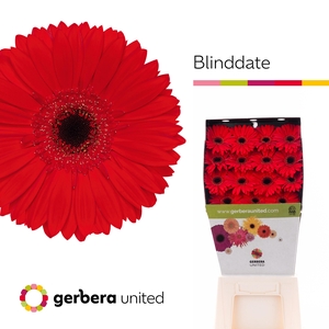 Gerbera Blinddate Diamond