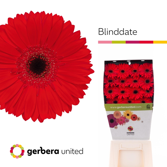 Gerbera Blinddate Diamond