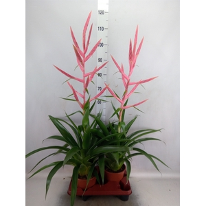 Tillandsia