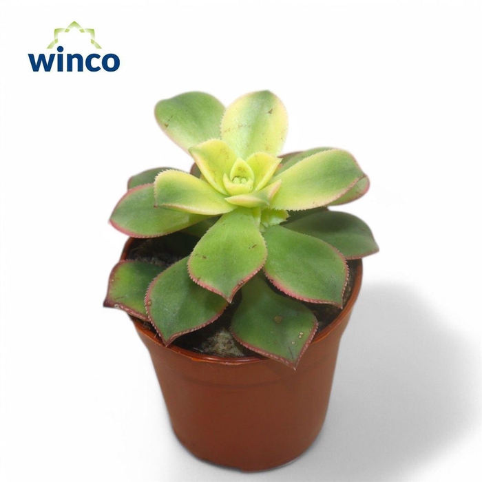 <h4>Aeonium overig</h4>