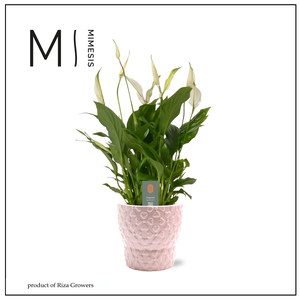 Spathiphyllum Chopin Love - 9cm in Verona | Mimesis