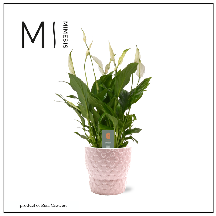 <h4>Spathiphyllum Chopin Love - 9cm in Verona | Mimesis</h4>