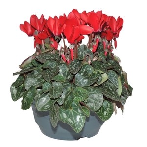 Cyclamen Super Serie Rood Schaal 19 cm