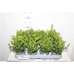 ** Buxu Sempervirens * Spring Deal*