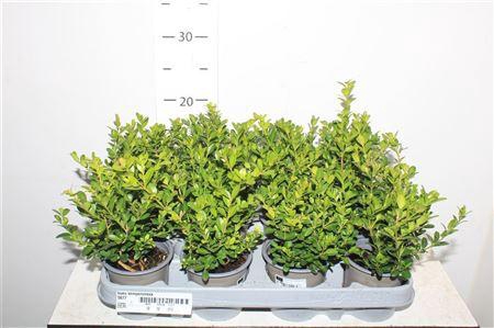 <h4>** Buxu Sempervirens * Spring Deal*</h4>