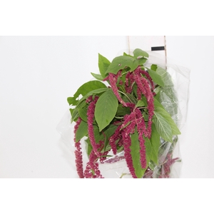 AMARANTHUS VINHO