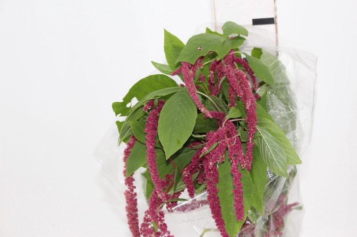 <h4>AMARANTHUS VINHO</h4>