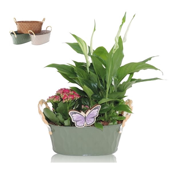 <h4>Collectie Amun Arrangement in Zinken Schaal Ovaal 19 cm</h4>