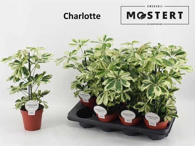 <h4>Schefflera arbor. 'Charlotte'</h4>