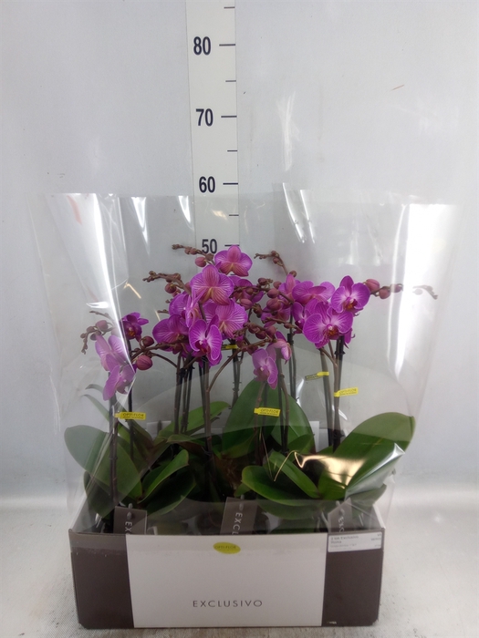 <h4>Phalaenopsis multi.   ...lilac</h4>