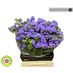 AGER H BLUE PLANET
