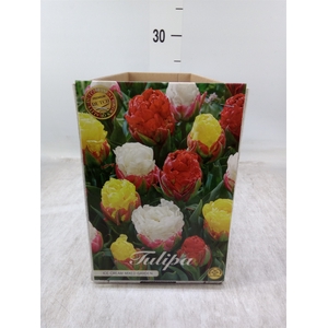 Tulipa   ...flowerbulbs