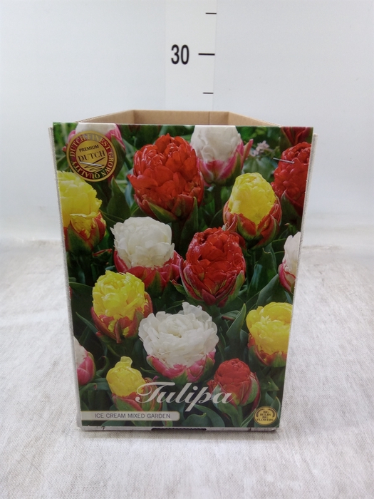 <h4>Tulipa   ...flowerbulbs</h4>