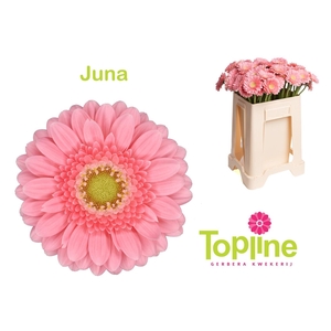 GE MI JUNA