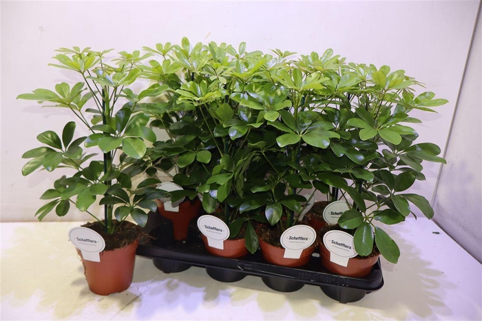 <h4>arr8 Schef Ar Nora</h4>