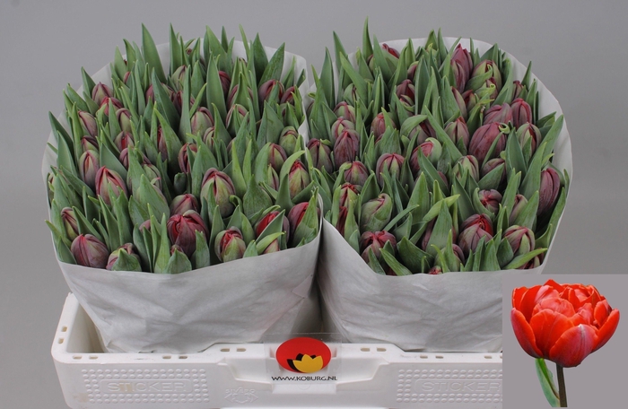 <h4>TU DU RED PRINCESS</h4>