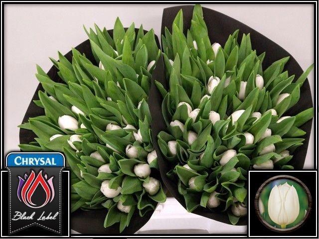 <h4>Tu En Royal Virgin</h4>