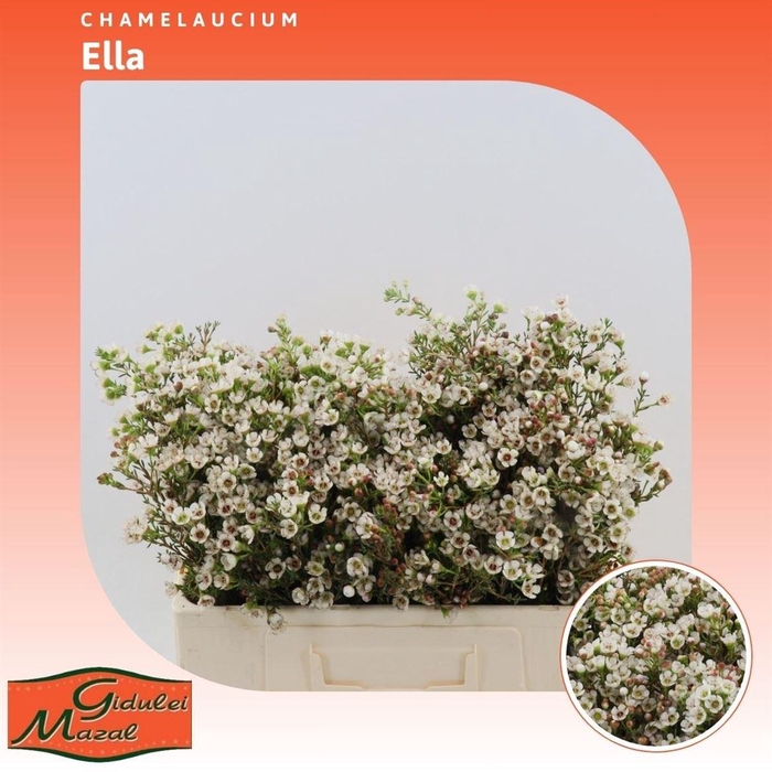 <h4>Chamelaucium Ella</h4>