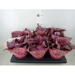 Begonia BD 'MagicColours Lambada'