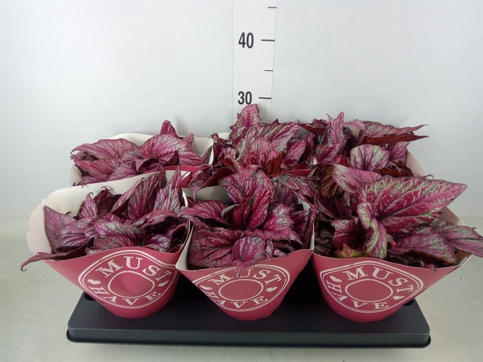 <h4>Begonia BD 'MagicColours Lambada'</h4>