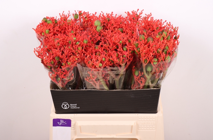 <h4>JATROPHA P FIRECRACK</h4>